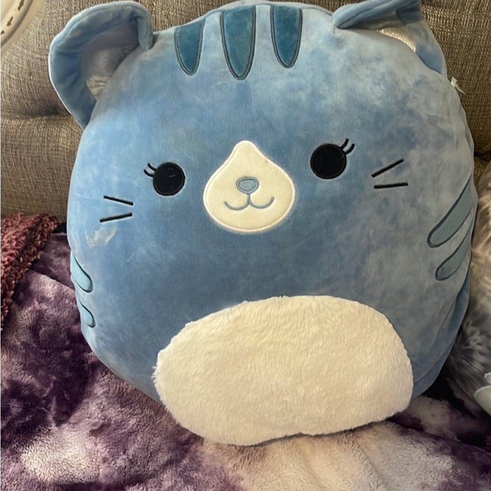 Blue tabby cat